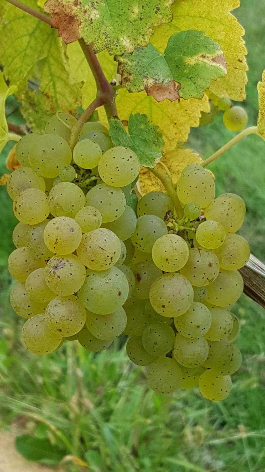 Zorenje grozdja v vinogradu Kvas