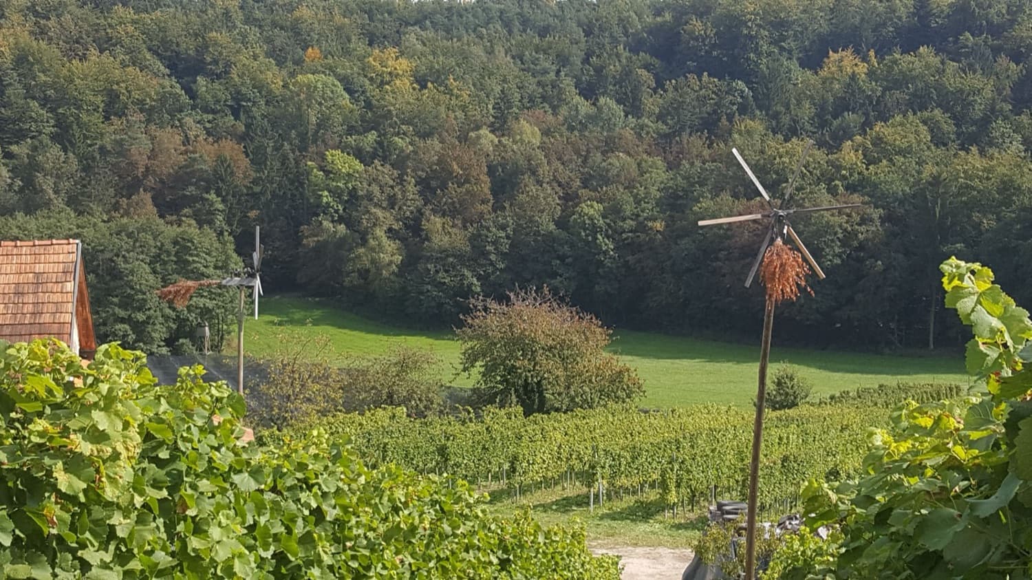 Vinograd Kvas na sončni legi nad dolino