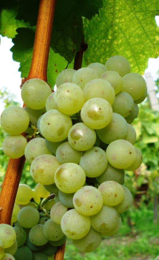 Zeleni silvanec